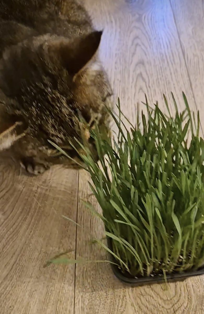 Köttur gæðir sér á kattagrasi úr bakka
